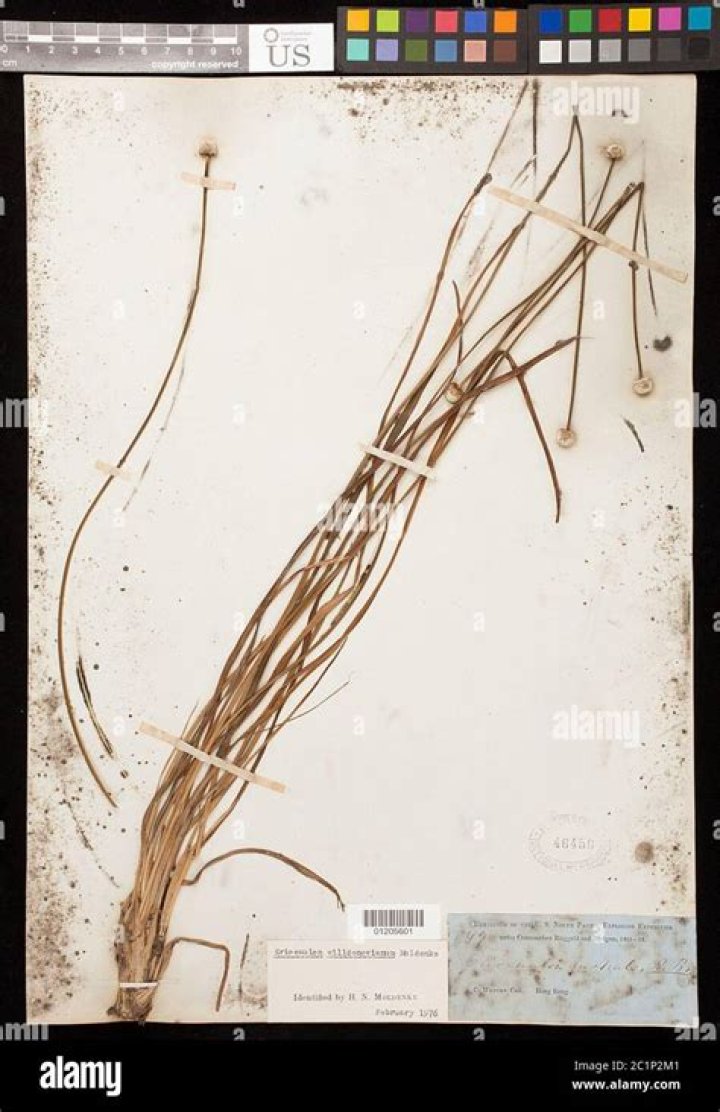 Lexi Sun (Athlete): Wiki, Bio, Age, Family, Career, Husband, Net Worth